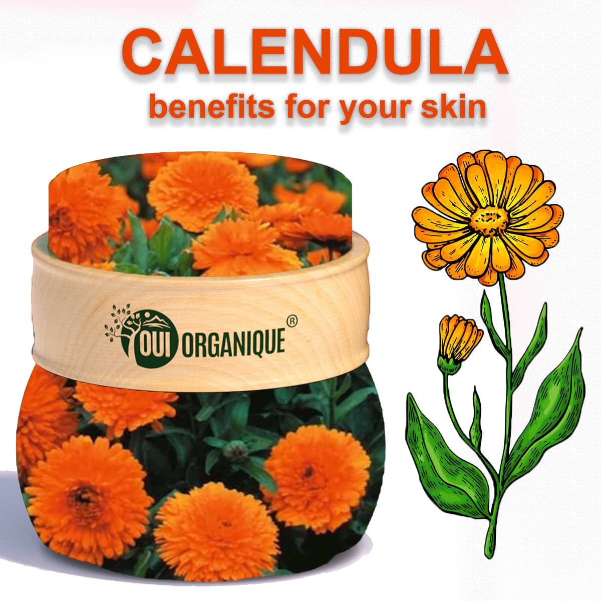 OUI ORGANIQUE Calendula Anti-Aging Night Cream Products