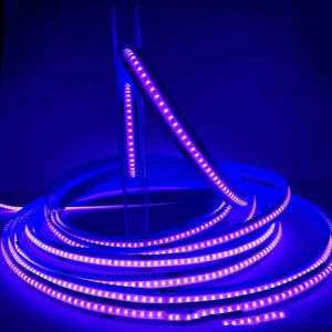 Purple light