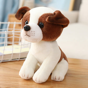 Jack Russell Terrier