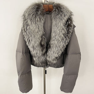 Gray Silver Fox