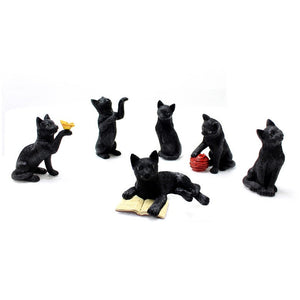 black cat
