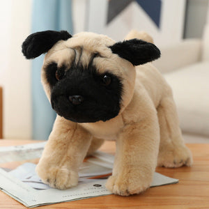 Pug