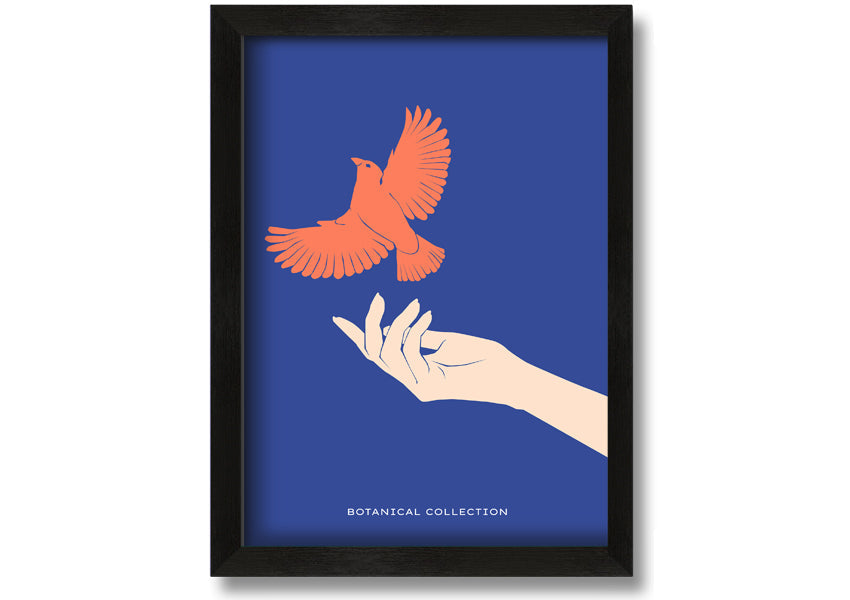 Dove From A Hand Flight