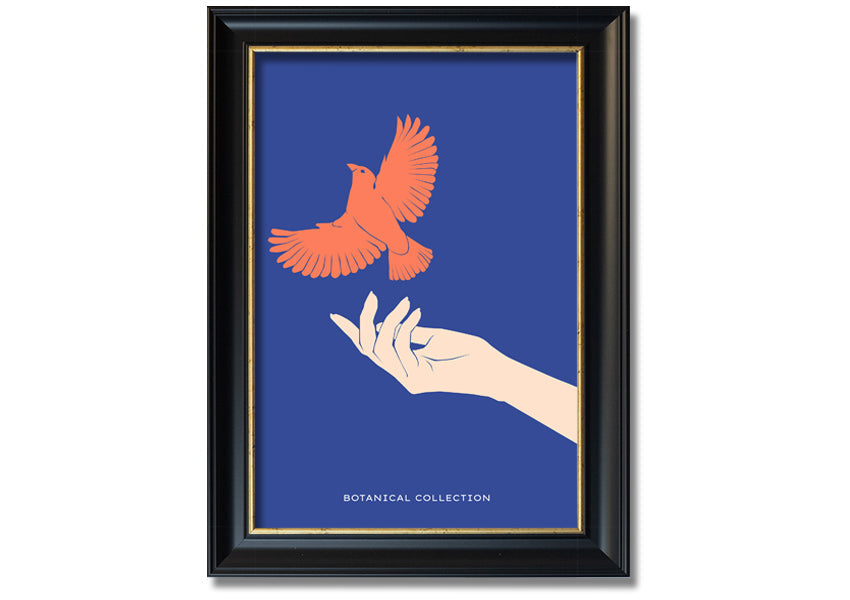 Dove From A Hand Flight