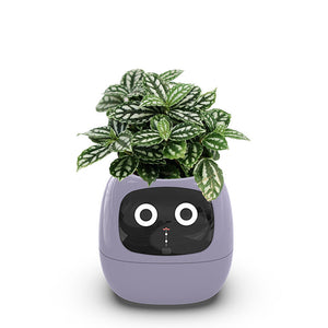 Purple No green plants