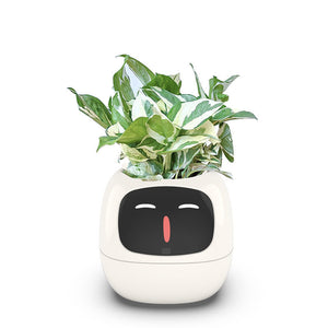 White No green plants