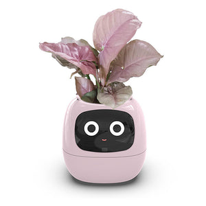Pink  No green plants