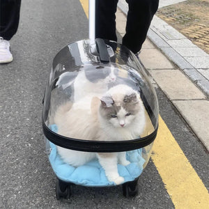 Transparent