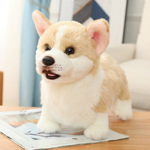 Corgi