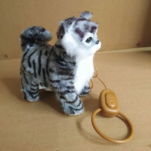 Gray Cat