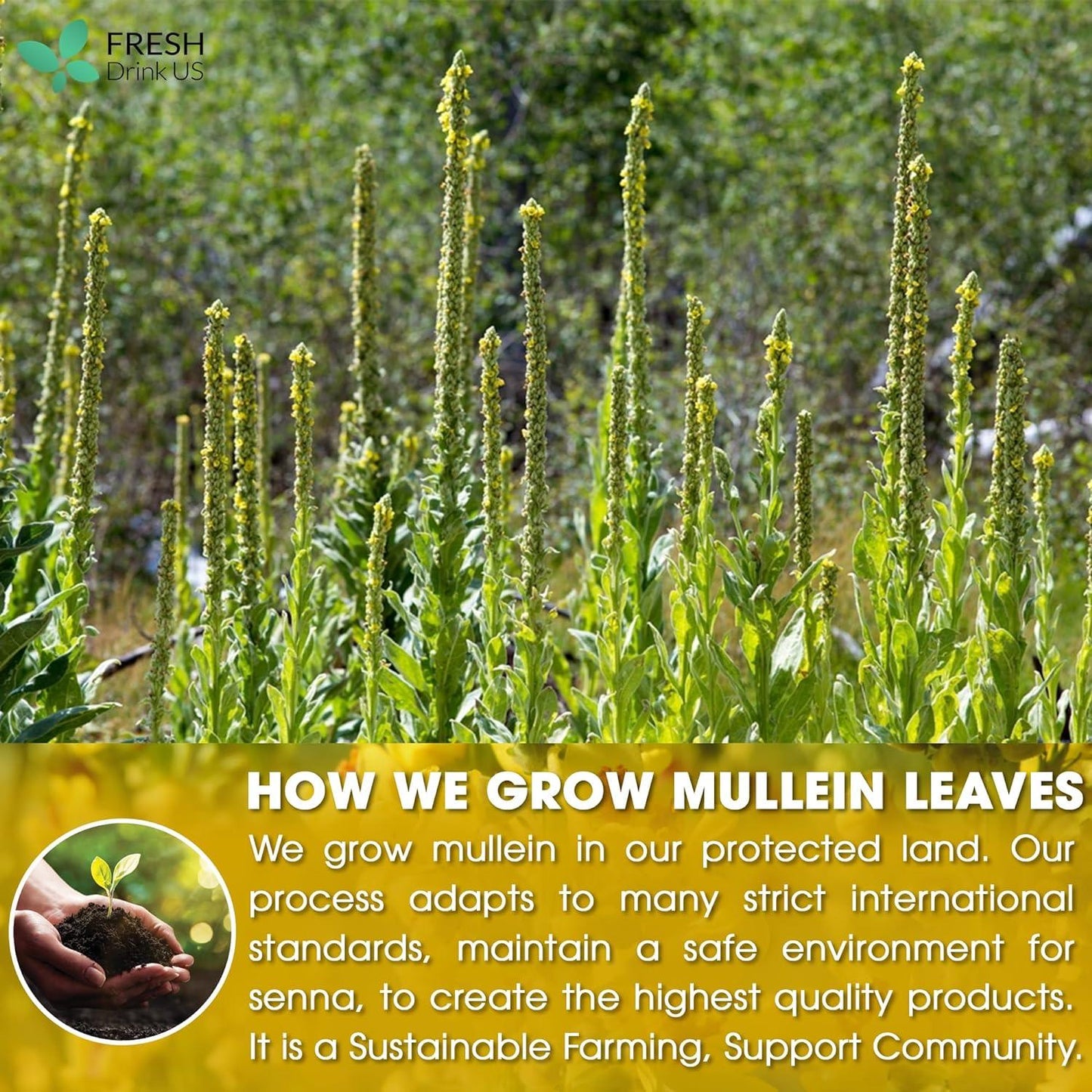 Mullein Leaf Tea Bags, 100% Natural & Pure from Mullein Leaves. Loose Leaf Mullein Herbal Tea. Made with Natural Material Tea Bags. No Sugar, No Caffeine, No Gluten, Vegan.