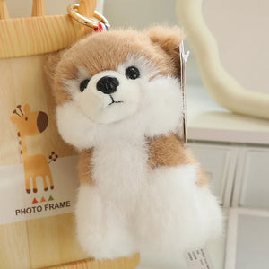 Pomeranian