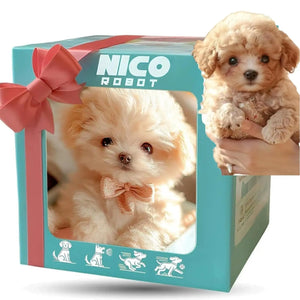 Bichon Frise