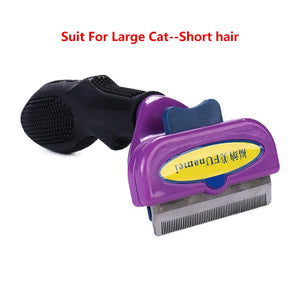 Cat L - Short hair