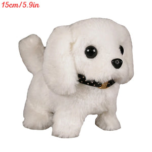 Pomeranian WH