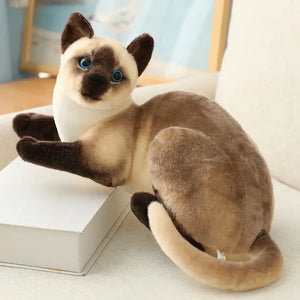 siam lying 25cm