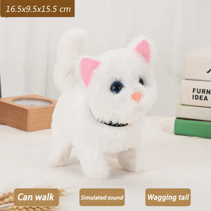Collared cat White