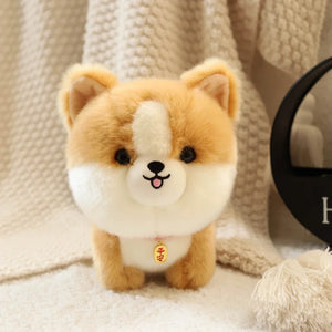 corgi dog