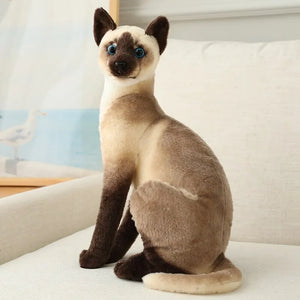 siam sit 20cm