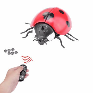 Ladybug