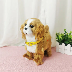 C No Leash