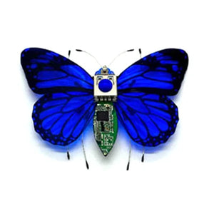Blue Butterfly