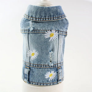 light blue daisy