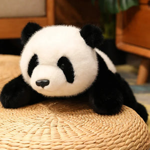 panda