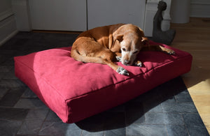 Cranberry